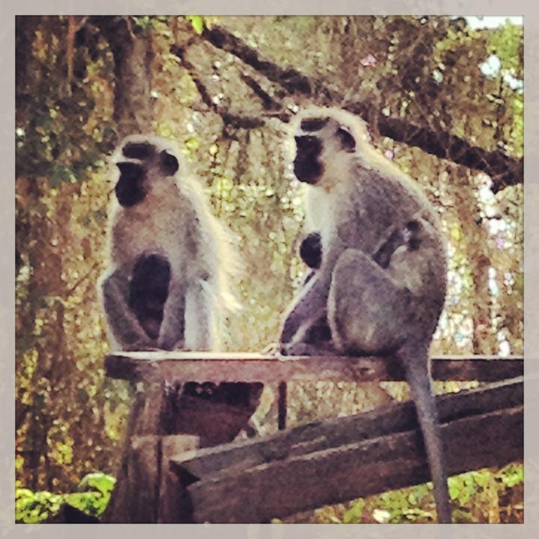 Port Saint Johnʼs Jungle Monkey Backpackers旅舍 外观 照片